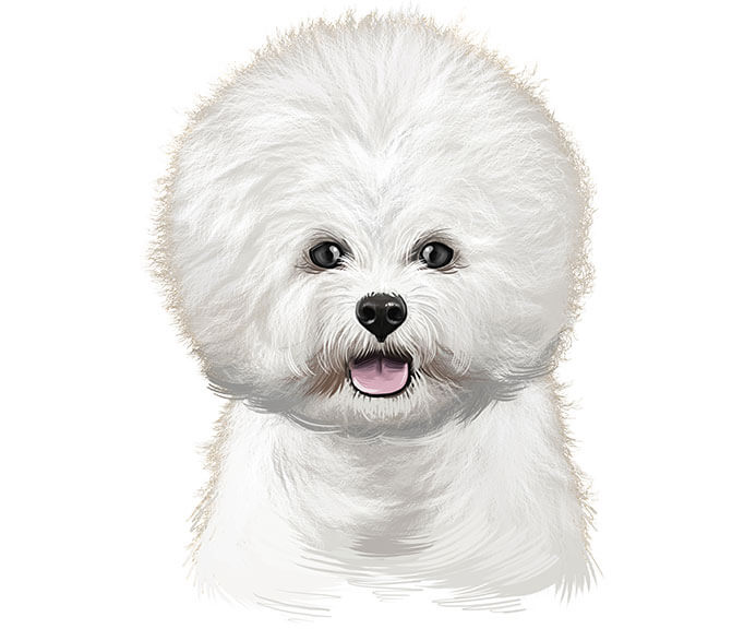 bichon