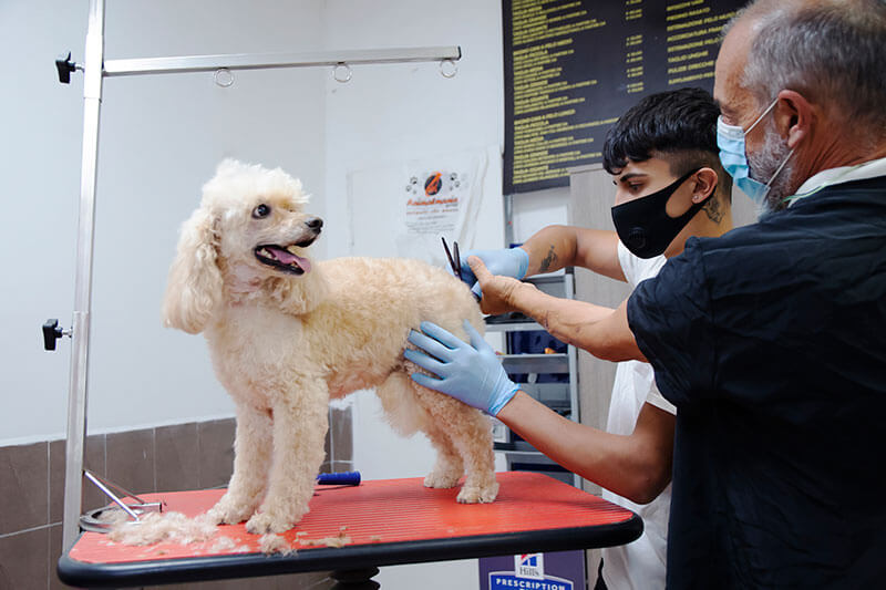 Corsi di toelettatura per cani  Impara la professione con Flavio